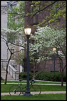 Street lamp and dogwoods in bloom, Essex. Yale University, New Haven, Connecticut, USA