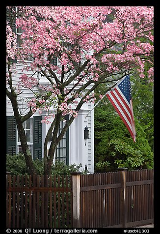 Tree in bloom, white facade, and flag, Essex. Connecticut, USA