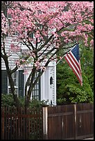 Tree in bloom, white facade, and flag, Essex. Connecticut, USA