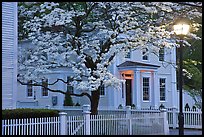 Dogwood in bloom, street light, and facade at night, Essex. Connecticut, USA (color)
