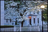 Dogwood in bloom, street light, and facade at night, Essex. Connecticut, USA