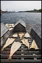 Fish being dried next to Mystic River. Mystic, Connecticut, USA (color)