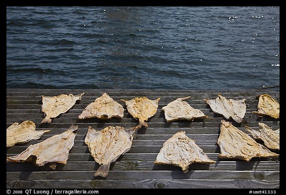 Fish flakes. Mystic, Connecticut, USA
