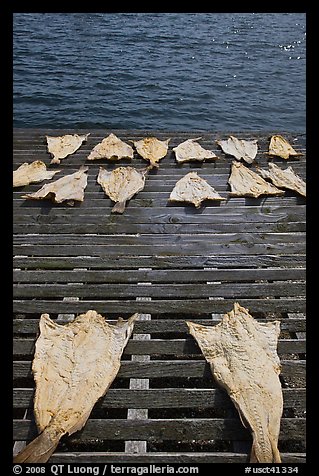 Drying slabs of fish. Mystic, Connecticut, USA