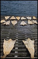 Drying slabs of fish. Mystic, Connecticut, USA (color)