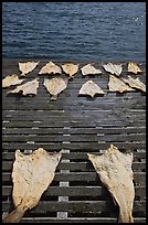 Drying slabs of fish. Mystic, Connecticut, USA