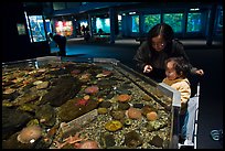 Tidepool exhibit, Mystic aquarium. Mystic, Connecticut, USA (color)