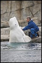 Beluga whale jumping out of water during feeding session. Mystic, Connecticut, USA ( color)