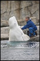 Beluga whale jumping out of water during feeding session. Mystic, Connecticut, USA