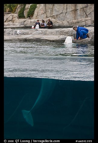 White Beluga whale being fed. Mystic, Connecticut, USA (color)