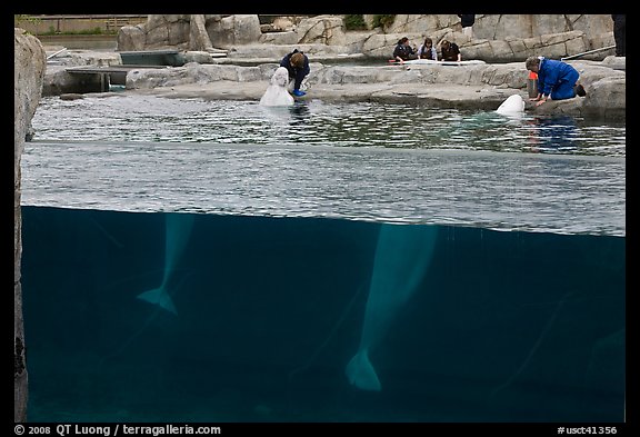 White Beluga whales feeding. Mystic, Connecticut, USA (color)