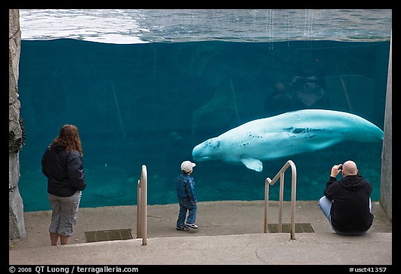 Family watches white Beluga whale swimming in aquarium. Mystic, Connecticut, USA (color)