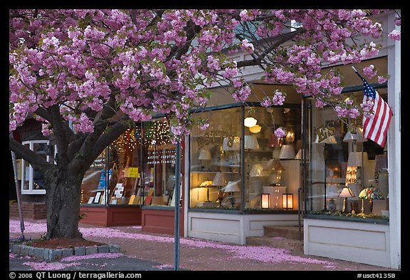 Lamp store and tree in bloom,	Old Saybrook. Connecticut, USA (color)