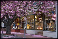 Lamp store and tree in bloom,	Old Saybrook. Connecticut, USA ( color)