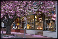 Lamp store and tree in bloom,	Old Saybrook. Connecticut, USA (color)