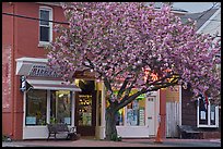 Stores and tree in bloom, Old Lyme. Connecticut, USA ( color)