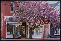 Stores and tree in bloom, Old Lyme. Connecticut, USA (color)