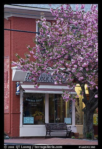 Barber shop and tree in bloom, Old Lyme. Connecticut, USA
