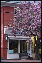 Barber shop and tree in bloom, Old Lyme. Connecticut, USA (color)