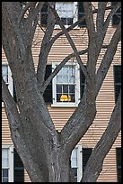 Tree and facade, Hawkes House, Salem Maritime National Historic Site. Salem, Massachussets, USA