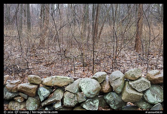 Stone wall and bare forest in winter, Minute Man National Historical Park. Massachussets, USA (color)