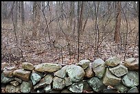 Stone wall and bare forest in winter, Minute Man National Historical Park. Massachussets, USA