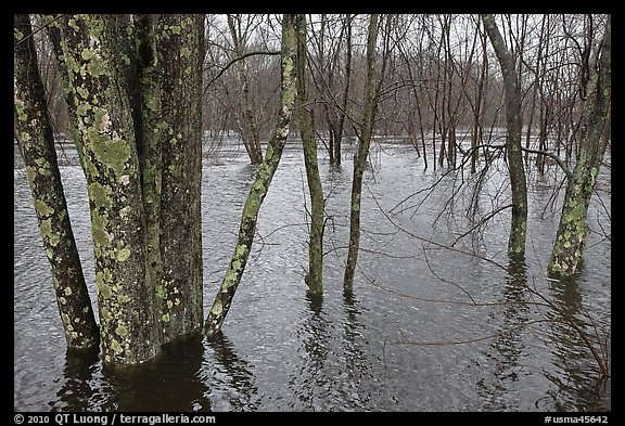 Flooded forest in winter rains, Minute Man National Historical Park. Massachussets, USA