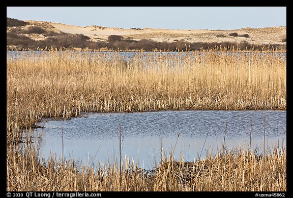 Reeds in Pilgrim Lake and parabolic dunes, Cape Cod National Seashore. Cape Cod, Massachussets, USA