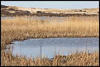 Reeds in Pilgrim Lake and parabolic dunes, Cape Cod National Seashore. Cape Cod, Massachussets, USA ( color)