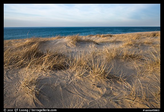 Dune grass, late afternoon, Race Point Beach, Cape Cod National Seashore. Cape Cod, Massachussets, USA