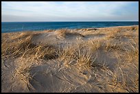 Dune grass, late afternoon, Race Point Beach, Cape Cod National Seashore. Cape Cod, Massachussets, USA (color)