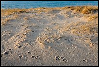 Animal tracks in the sand, Race Point Beach, Cape Cod National Seashore. Cape Cod, Massachussets, USA