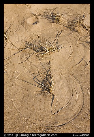 Circular pattern created by moving grass, Cape Cod National Seashore. Cape Cod, Massachussets, USA (color)