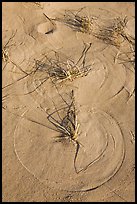 Circular pattern created by moving grass, Cape Cod National Seashore. Cape Cod, Massachussets, USA (color)