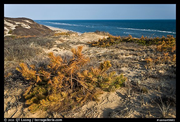 Vegetation on tall dune, Cape Cod National Seashore. Cape Cod, Massachussets, USA (color)