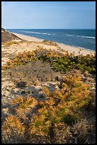 Dune vegetation, Cape Cod National Seashore. Cape Cod, Massachussets, USA