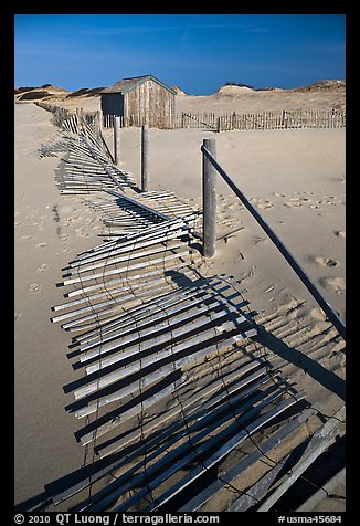 Fallen sand barrier, Cape Cod National Seashore. Cape Cod, Massachussets, USA