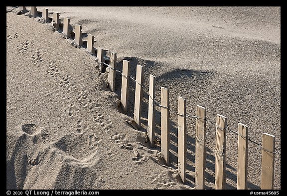 Sand, fence, and animal tracks, Cape Cod National Seashore. Cape Cod, Massachussets, USA (color)