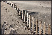 Sand, fence, and animal tracks, Cape Cod National Seashore. Cape Cod, Massachussets, USA