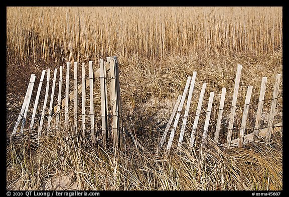 Fence and tall grass, Cape Cod National Seashore. Cape Cod, Massachussets, USA