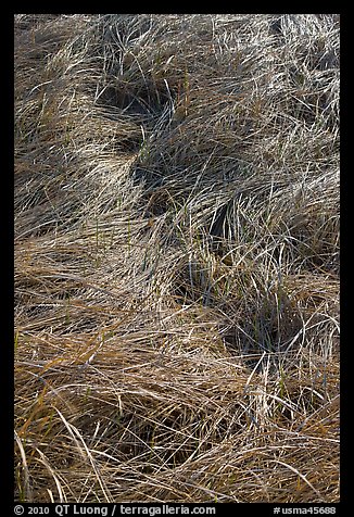 Grass curled by wind, Cape Cod National Seashore. Cape Cod, Massachussets, USA