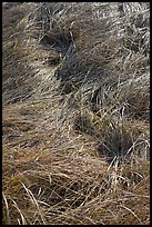 Grass curled by wind, Cape Cod National Seashore. Cape Cod, Massachussets, USA