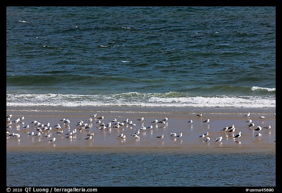 Sand bar with seabirds, Cape Cod National Seashore. Cape Cod, Massachussets, USA (color)