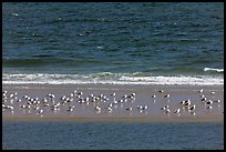 Sand bar with seabirds, Cape Cod National Seashore. Cape Cod, Massachussets, USA (color)