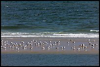 Sand bar with seabirds, Cape Cod National Seashore. Cape Cod, Massachussets, USA ( color)