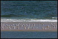 Sand bar with seabirds, Cape Cod National Seashore. Cape Cod, Massachussets, USA