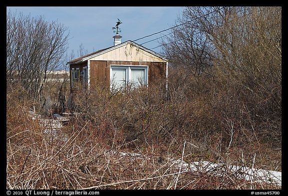 Cottage and bare shrubs, Truro. Cape Cod, Massachussets, USA (color)