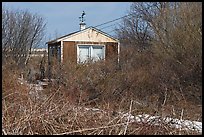 Cottage and bare shrubs, Truro. Cape Cod, Massachussets, USA (color)