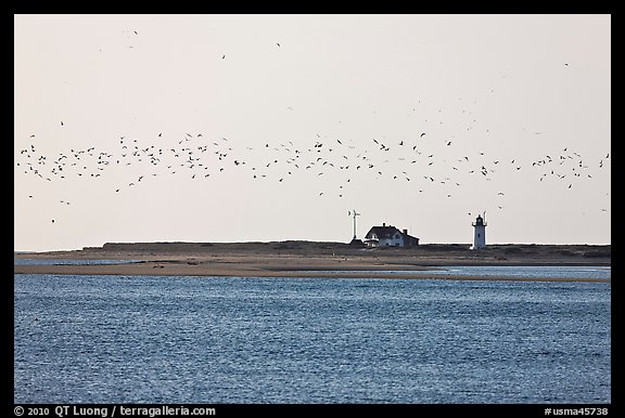 Flock of birds and Race Point Light, Cape Cod National Seashore. Cape Cod, Massachussets, USA