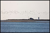 Flock of birds and Race Point Light, Cape Cod National Seashore. Cape Cod, Massachussets, USA